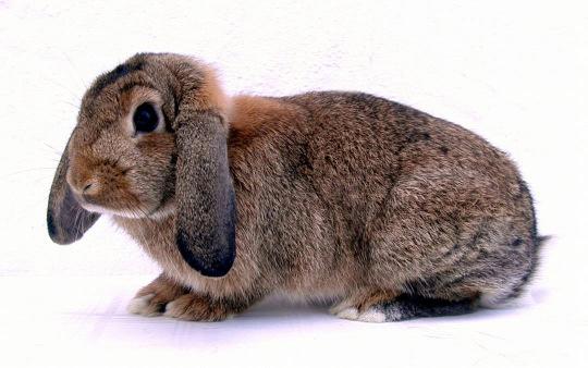 Bezogen auf das vergleichbare Körpergewicht fressen kleine Kaninchen mehr als große große