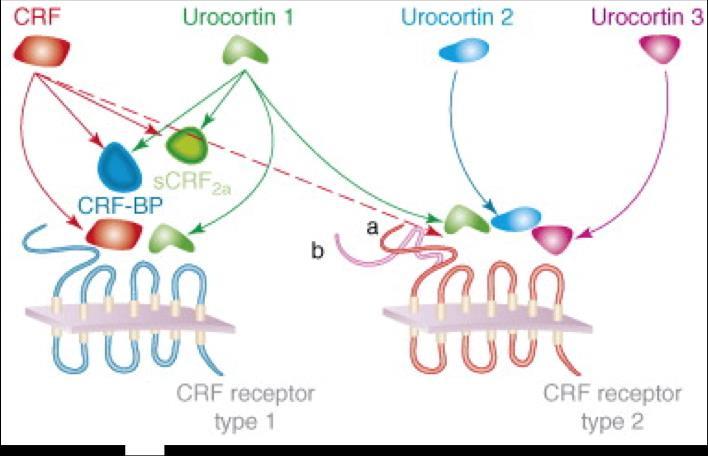 Ucn3-mRNA wird zentral im Nucleus preopticus medialis, im Nucleus medialis der Amygdala sowie im lateralen Septum exprimiert.