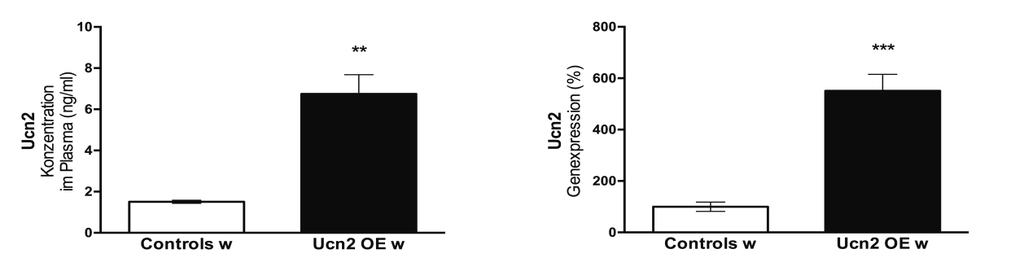 3 Ergebnisse 3.1 Überexpression von Ucn2 in Ucn2 OE Weibchen Zunächst wurde die Konzentration von Ucn2 im Plasma der Weibchen beider Gruppen (Ucn2 OE und Controls) bestimmt.