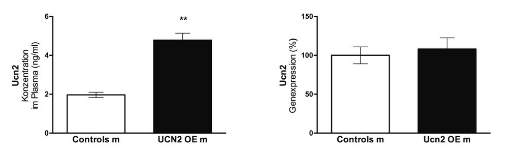 3.2 Überexpression von Ucn2 in Ucn2 OE Männchen Auch bei den Männchen beider Versuchsgruppen wurde zunächst die Konzentration von Ucn2 im Plasma bestimmt.