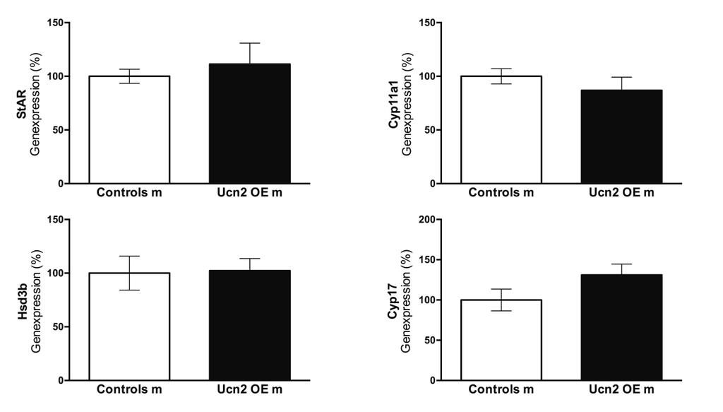 Um einen möglichen Einfluss der erhöhten Plasmakonzentration von Ucn2 in den Ucn2 OE Männchen auf die Sexualhormonsynthese zu untersuchen, erfolgte die Quantifizierung der mrna der Enzyme StAR,