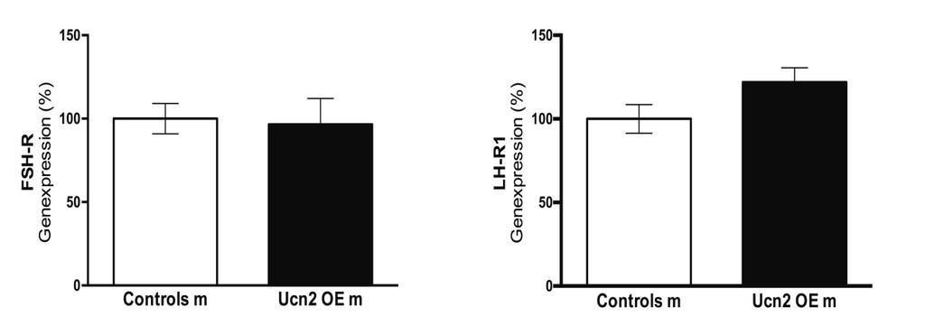 Ferner zeigte sich kein Unterschied in der mrna Expression des FSH-Rezeptors (96,5±14,7 % vs. 100,0±9,1 %; p=0,65) und des LH-Rezeptors Typ 1 (121,9±8,7 % vs.