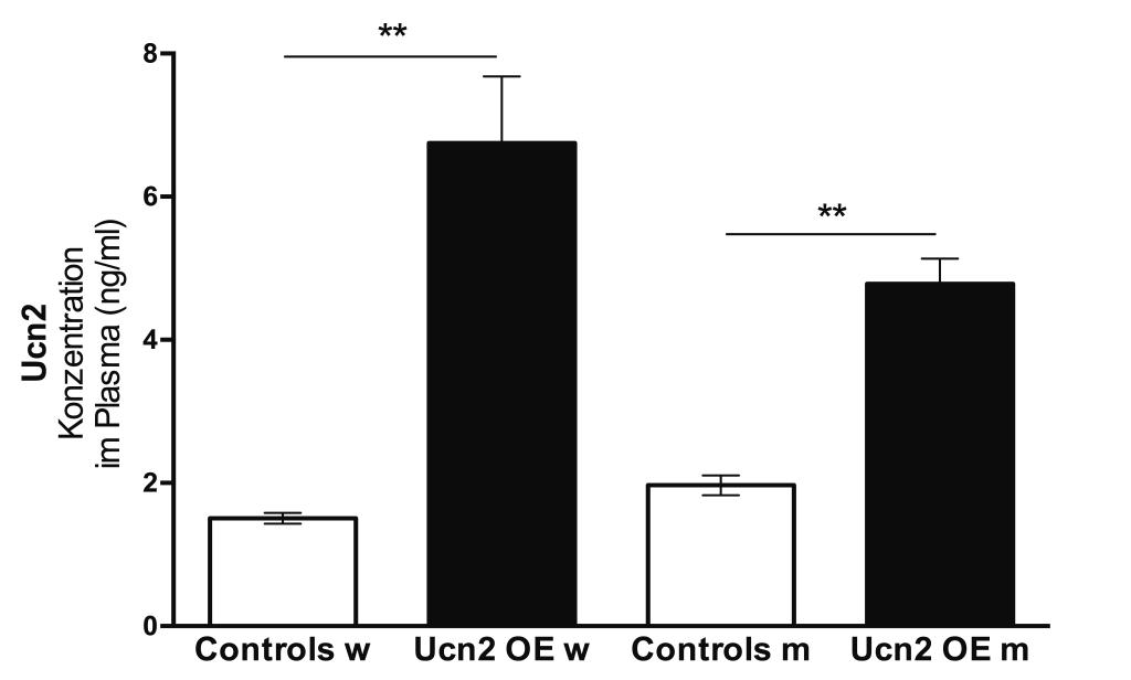 3.3 Vergleich zwischen Ucn2 OE Weibchen und Männchen Sowohl die Weibchen als auch die Männchen der Ucn2 OE Gruppe zeigten signifikant erhöhte Plasmakonzentrationen für Ucn2 im Vergleich mit der