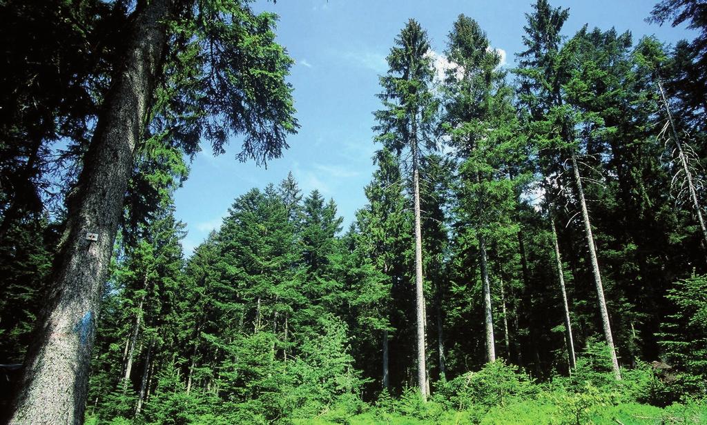 PFLEGE UND BEWIRTSCHAFTUNG DES WALDES IN EINER HAND Das Kreisforstamt ist Ihr kompetenter Ansprechpartner für alle Fragen rund um den Wald im Landkreis Freudenstadt.
