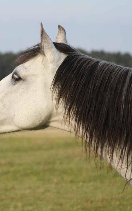 Pferde verfügen über Verhaltenseigenschaften, die für Menschen von großer Bedeutung sind. Im Allgemeinen können Menschen Begegnungen mit Tieren, wie z.b. beim Coaching mit Pferden, dabei helfen, sich über ihre nonverbale Kommunikation bewusst zu werden und diese zu reflektieren.