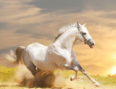 Fluchttier Pferd Körpersprache der Pferde Viele sind noch immer erstaunt, wie einfach manche Pferdetrainer oder Ausbilder im Natural Horsemanship mit ihren Pferden umgehen und wie fein sie mit ihnen