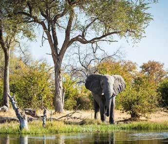 Genießen Sie die unvergleichliche Atmo - s phäre Ihrer neuen Unterkunft, bevor wir uns am späten Nachmittag abhängig vom Wasserstand auf eine Bootsfahrt durch das Okavango Delta begeben.