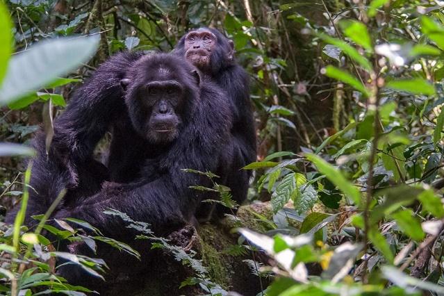 Der Park umfasst ein Berg- und Regenwaldsystem mit Sumpf- und Graslandschaften und beherbergt zahlreiche Schimpansen. Am Weg durchqueren Sie den Bugoma Forest in Richtung Fort Portal.