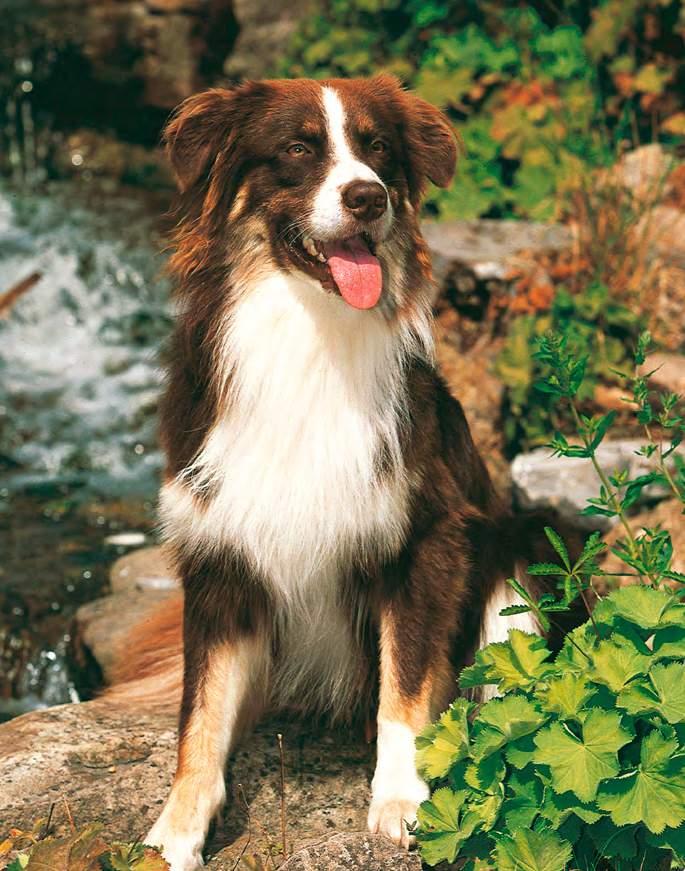 Dog 7 Balance CLASSIC ADULT Die naturbelassene, nährstoffreiche, ausgewogene und gesunde Vollwert-Nahrung für die tägliche Ernährung ausgewachsener Hunde aller Rassen und Altersgruppen mit normaler