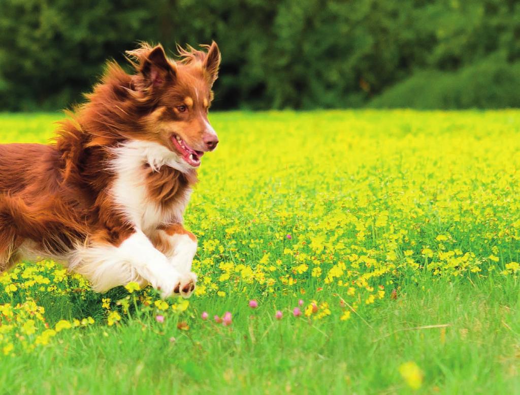 HIGH-PREMIUM-NAHRUNG Dog 7 Balance SUPREME eignet sich besonders für ausgewachsene und ernährungssensible Hunde aller Rassen und stellt somit eine besonders hochwertige Basis für eine umfassende,