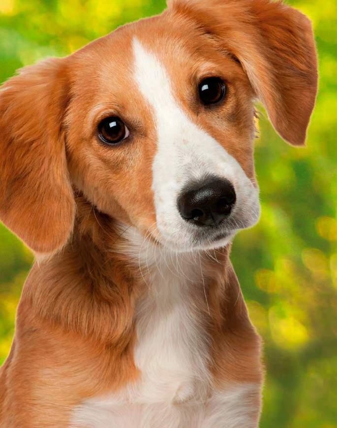 Nur auf Vorbestellung Dog 7 Balance JUNIOR Die naturbelassene Aufbau-Kost bietet Sicherheit für die gesunde Aufzucht von Welpen und Junghunden aller Rassen.