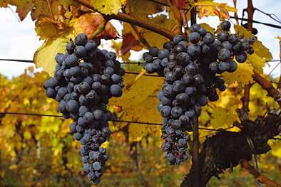 Die Gegend hat über 700-jährige Weinbautradition.