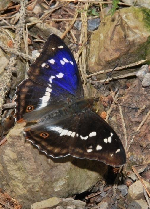 Näher betrachtet: Natur im Park unter der Lupe Schmetterlinge im Schönbuch (II): Edelfalter von Ewald Müller In diesem Artikel möchte ich die Vertreter der Edelfalter (Nymphalidae) im Schönbuch