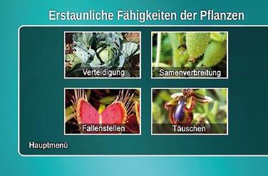 Ameisen bekämpfen mit großer Aggressivität alle Insekten, die die Akazienblätter verspeisen wollen. Als Vergütung stellt die Akazie den Ameisen Unterkunft und Verpflegung zur Verfügung.