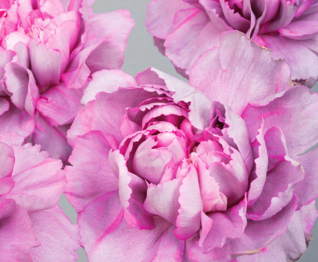 225 SCHÖN WIE EIN GEDICHT Sie feiern die Blüte als einzigartiges Kunstwerk und spüren ihrer Poesie nach: Isolde Ohlbaums herrliche Aufnahmen.