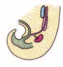 beim Lernen der Nierenentwicklung darauf, wie sich die Strukturen der definitiven Niere aus zwei ursprünglichen Anlagen (metanephrogenes Blastem und knospe) zusammensetzen, und merken Sie sich die