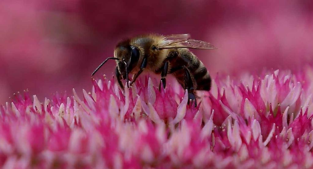 Bienenfreundliche Stauden In Deutschland gibt es etwa 560 verschiedene Wildbienenarten. Sie sind meist völlig ungefährlich und stechen den Menschen nicht.
