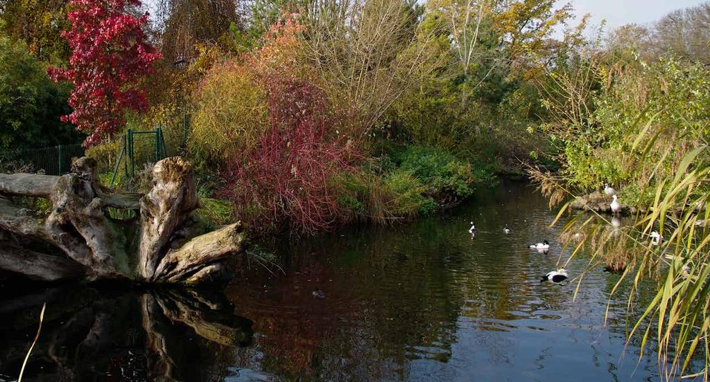 Enten beobachten statt füttern Viele Leute füttern gerne Enten im Stadtpark oder an Flussufern mit altem Brot. Dies kann jedoch ein ganzes Umweltsystem durcheinander bringen.