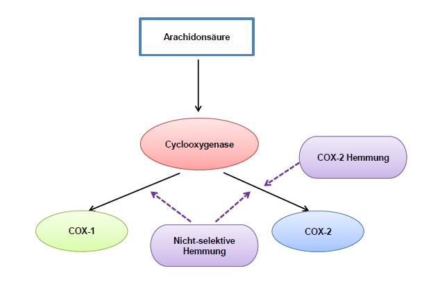 Hemmung des Enzyms Cyclooxygenase MPA Fortbildung Schmerz