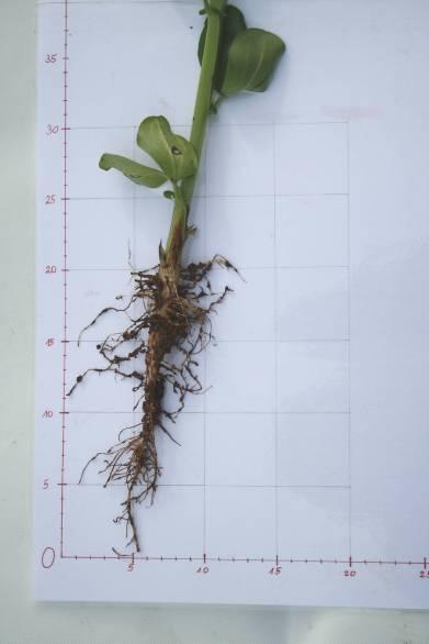 "obere Etage" in Mischungen geeignet Pfahlwurzel kann bis zu 1 m tief werden Blüte Wurzel Alexandrinerklee Familie: Leguminosen Saatstärke: 25 kg beliebtes