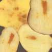 Kürbis keine Vermehrung von Ditylenchus dipsaci als Zwischenfrucht in Rüben-, Gemüse-und