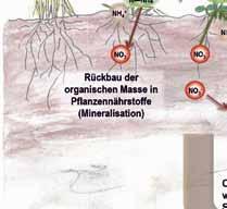 Ist das Nitrat erst einmal in tiefere Bodenschichten vorgedrungen, ist es für viele Pflanzen nicht mehr zu erreichen.