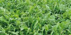 Bodenfruchtbarkeits-Mischungen Die viterra Bodenfruchtbarkeits-Mischungen tragen zur Humusbildung bei und verbessern die Bodenfruchtbarkeit.