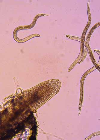 Biologische Nematodenbekämpfung Resistenter Ölrettich und Gelbsenf aktivieren den Larvenschlupf und die Einwanderung in die Wurzeln.