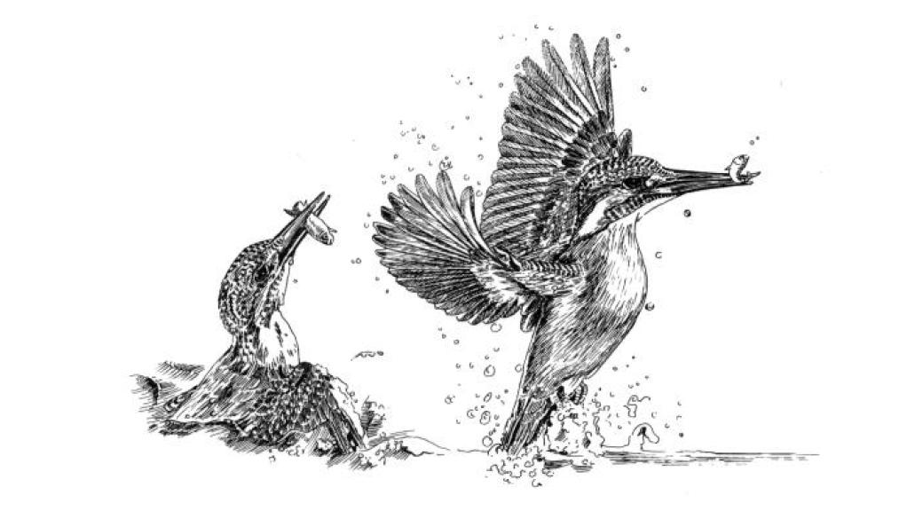 Vogel des Jahres Der Eisvogel Im abnorm kalten Winter 1962-63 waren die Verluste unter den Eisvögeln so hoch, dass sie als ausgestorben galten.