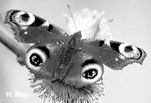 Schmetterling des Jahres Das Tagpfauenauge Das Tagpfauenauge wurde zum Schmetterling des Jahres ausgerufen. Damit soll auf die Folgen des Klimawandels aufmerksam gemacht werden.