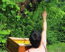 Durch die Vermehrung der Samen bewahren die Bienen Wildpflanzenarten und helfen bei der Herstellung von Saatgut für Nutzpflanzen. Produktion von Honig, Wachs & Co. der deutschen Landwirtschaft.