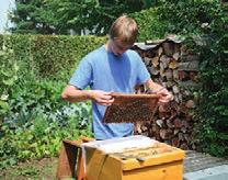 Am bekanntesten ist die Honigbiene. Sie gehört zu den staatenbildenden Insekten, lebt also in großen Völkern. In einem Bienenvolk, auch Bien genannt, leben bis zu 60.000 Bienen.