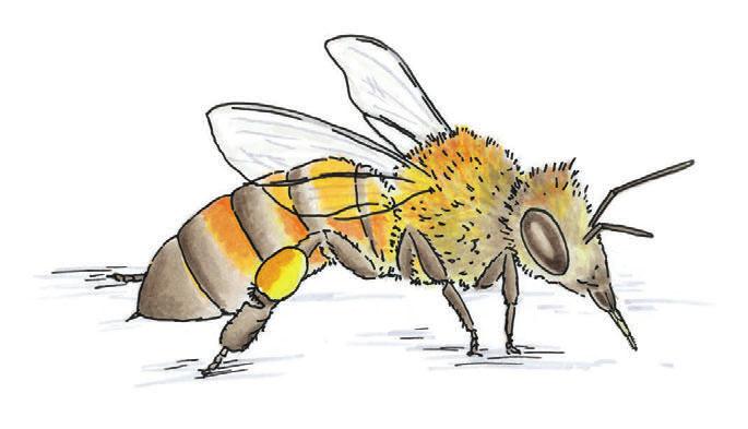 Brutzellen und lagert Nektar, Honigtau und Pollen als Futter ein. Ältere Bienen bewachen den Stockeingang, erkunden die Umgebung und sammeln Nahrung für ihr Volk. Die männlichen Bienen heißen Drohnen.
