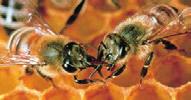 Die Bienen besuchen viele hundert Einzelblüten, sammeln Nektar und Pollen und bringen die Vorräte in den Stock, um ihr Volk damit zu versorgen.