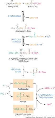Biosynthese von Ketonkörpern Hunger Erhöhtes Angebot an FS, Mangel an Glucose --> Mangel an Oxalacetat als Akzeptor für Acetyl-CoA Daher: Citratcyclus in Leber gebremst, β- Oxidation stark