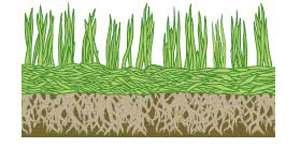 abgestorbene Pflanzenreste (Stroh) werden kraftvoll aus dem Rasen