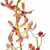 Orchid H 100 cm