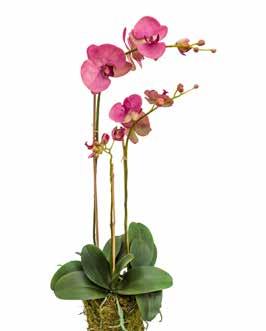 Phalaenopsis plant H