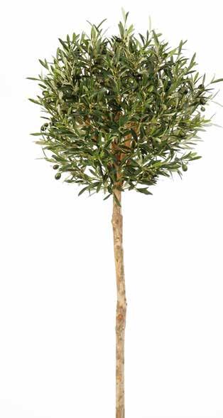 atural Olive Ball Tree H