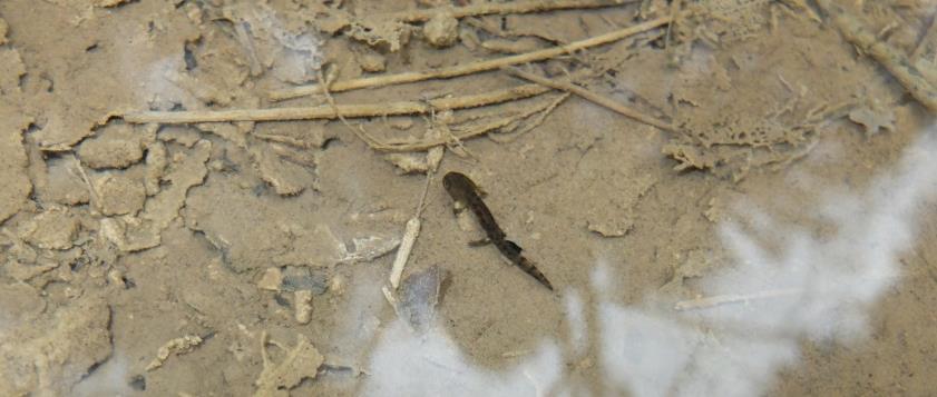 Selten sind Larven von Molchen zu beobachten. Larven des Feuersalamanders sehen aus wie kleine Salamander.