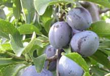 Fellenberg Herkunft: Um 1800 in der Lombardei entstanden 36 42mm Durchmesser, 36 40g. (SOV-Norm: mind. 33mm) Dunkelblaue bis blaurote, stark bereifte Früchte.