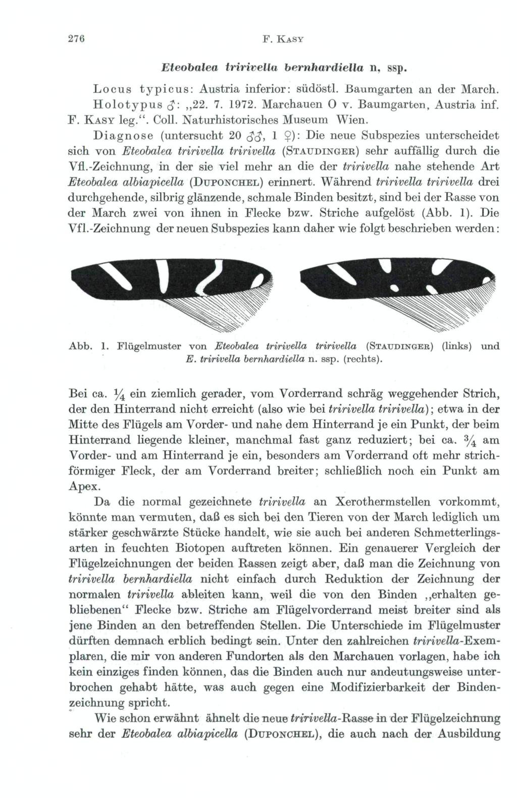 276 F. KASY Eteobalea tririvella bernhardiella n, ssp. Locus typicus: Austria inferior: südöstl. ßaumgarten an der March. Holotypus çj: 22. 7. 1972. Marchauen 0 v. Baumgarton, Austria inf. F. KASY leg.