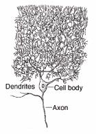 Zellen der Kleinhirnrinde Nervenzellen in der Kleinhirnrinde sind hochgradig geordnet und in wiederkehrenden Einheiten angeordnet Module