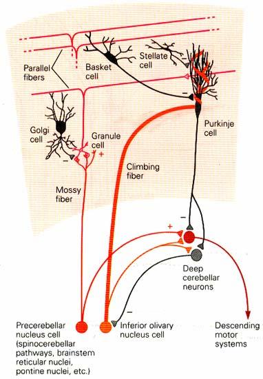 Verschaltungen innerhalb der Kleinhirnrinde 1. Axone der Körnerzellen verbinden (erregend) etwa 350 hintereinanderliegende Dendritenbäume der Purkinjezellen.