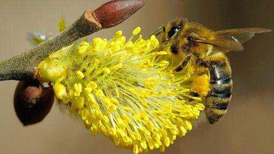 Diflubenzuron (Dimilin 80 WG ) und Bienen Weder die erwachsene Biene noch die Brut der Honigbiene wird in ihrer Entwicklung durch Dimilin beeinflusst.