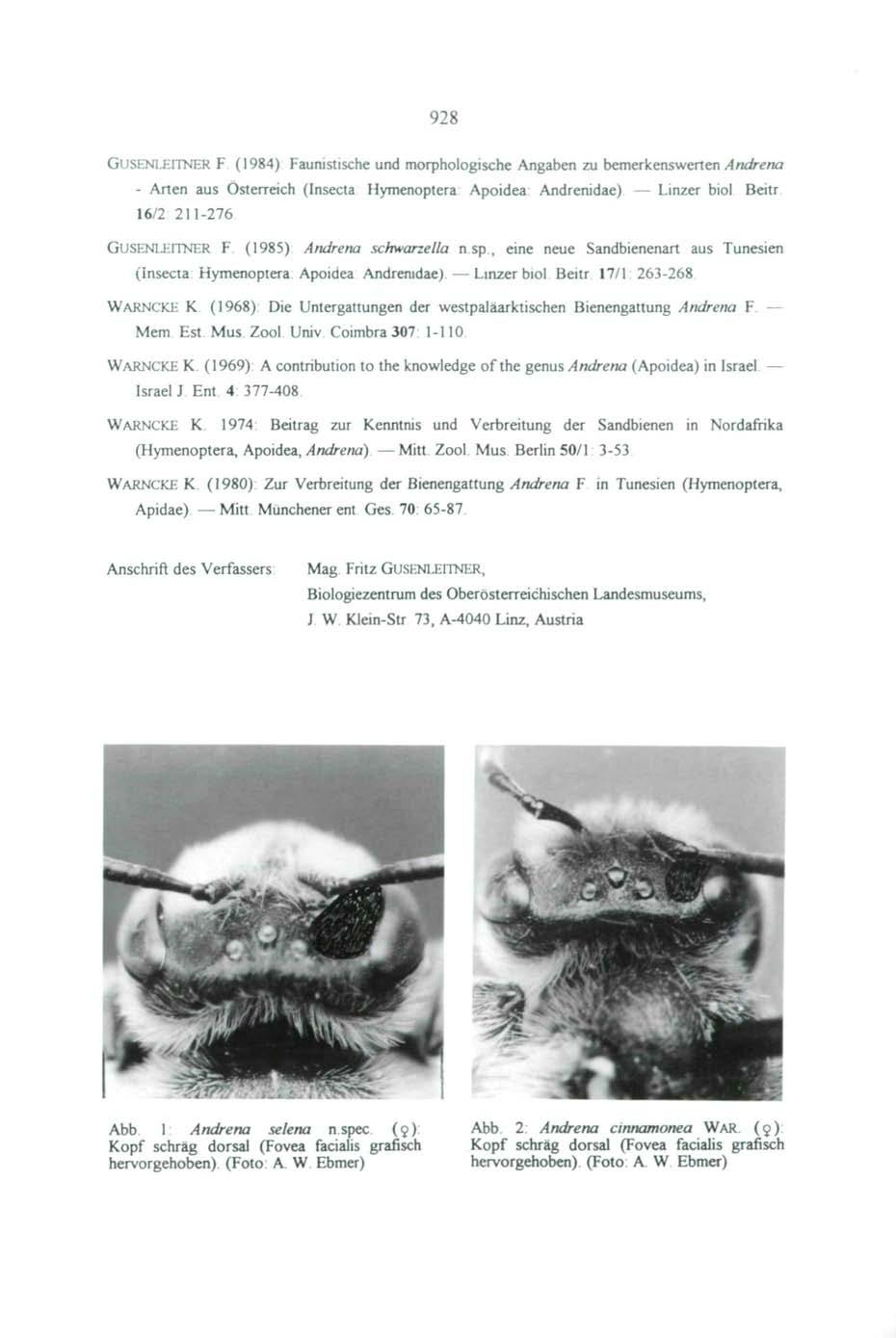 928 GUSENLEITNER F (1984) Faunistische und morphologische Angaben zu bemerkenswerten Andrena - Arten aus Österreich (Insecta Hymenoptera: Apoidea Andrenidae) Linzer biol Beitr 16/2 211-276
