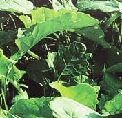 Huminsäure wird von der Pflanze als pflanzlicher Stoff erkannt und so bevorzugt aufgenommen. Die Nährsalze werden sehr schnell und effektiv aufgenommen.