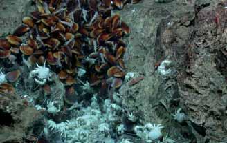 Überblick An dem neuen BMBF-Projekt SOPRAN Surface Ocean Processes in the Anthropocene (2007 2010), das vom Leibniz-Institut für Meereswissenschaften Kiel koordiniert wird, beteiligen sich zahlreiche