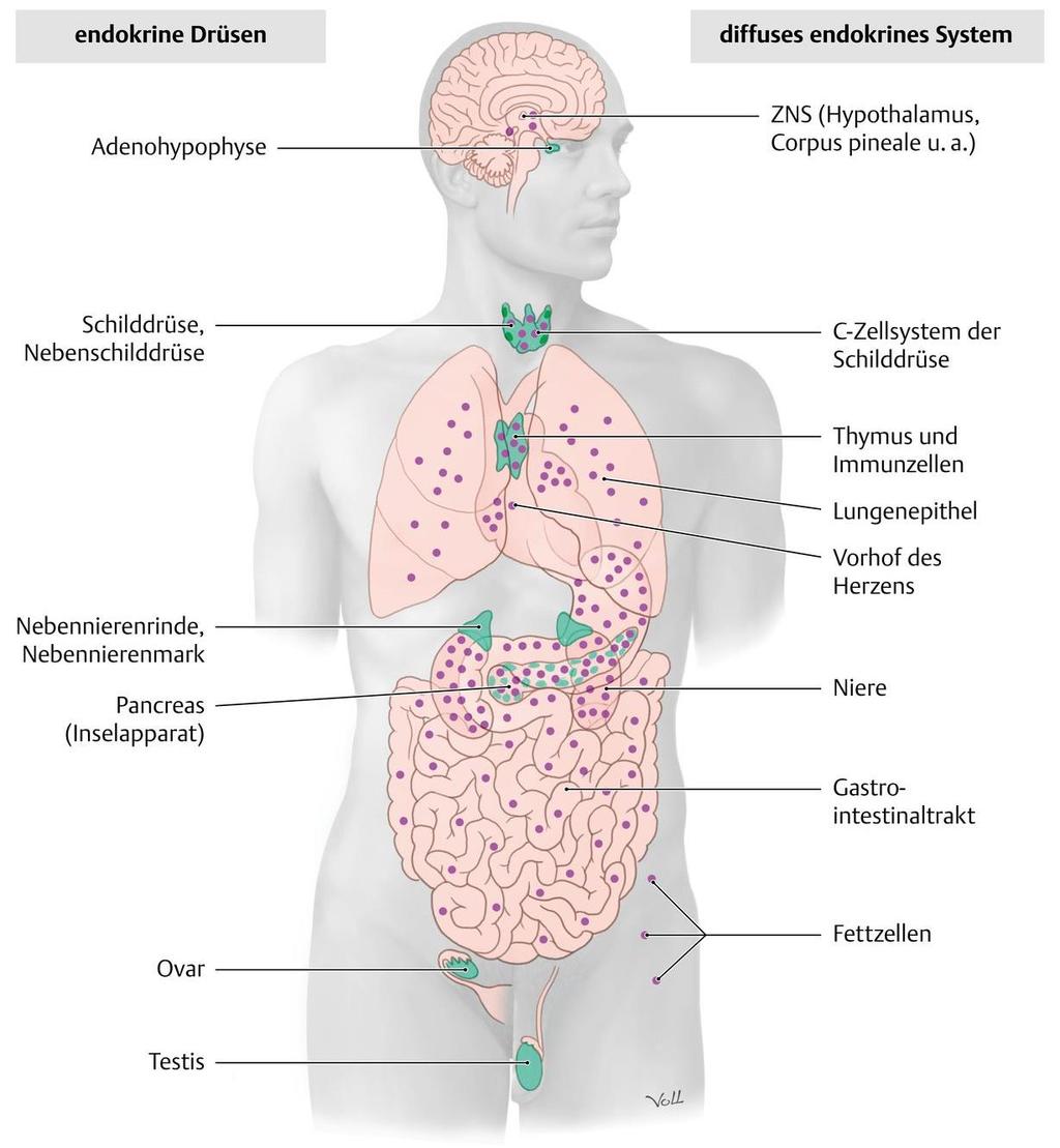 Endokrines System Endokrine Drüsen (makroskopisch darstellbar) Diffuses endokrines System (einzelne Zellen / kleine Zellgruppen)