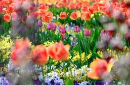 Ab Mitte April blühen dann auf dem Friedhof, in den Vorgärten und überall in Gönningen Tausende von Tulpen und Narzissen-Arten.